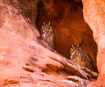 Page: Rattlesnake and Owl Slot Canyon Tour
