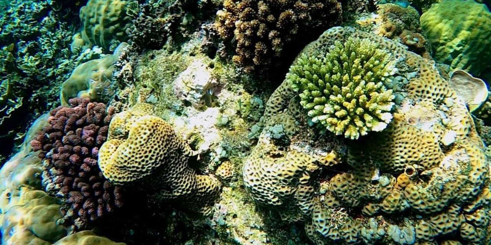 Bali snorkeling tour — underwater marine life and coral reefs — image 9