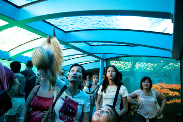 Mallorca: Palma Aquarium Ticket mit TransferMallorca: Palma - Aquarium-Ticket mit Transfer