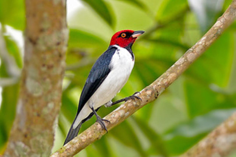Alter do Chão: Amazon Wildlife Safari & Birdwatching Alter do Chão: Amazon Wildlife Safari & Birdwatching AM
