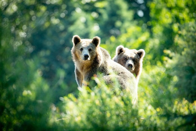 Visit Seattle Woodland Park Zoo Day Admission Ticket in Bellevue, Washington, USA