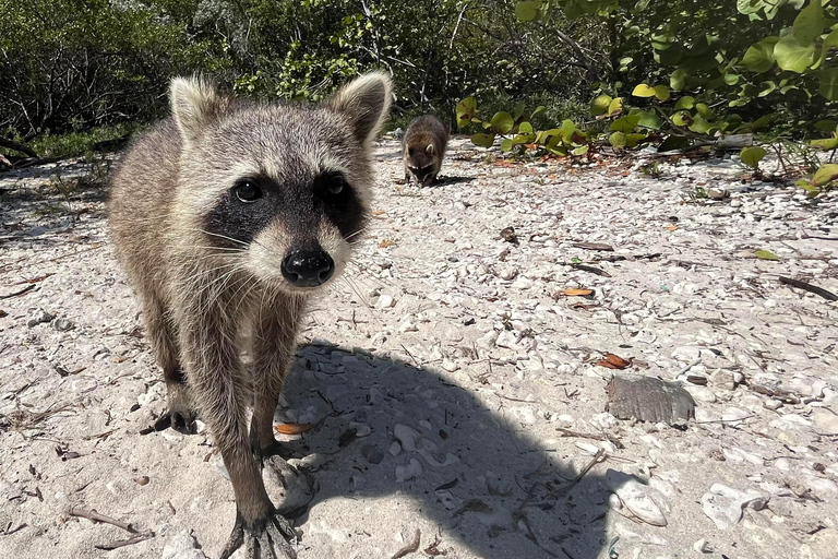 Raccoon Island Adventure: Swim & Luxury Waterfront Estates