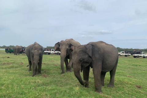 Anuradhapura: Wilpattu Safari, Kalu Diya Pokuna & Mihintale Stranded Budget Package