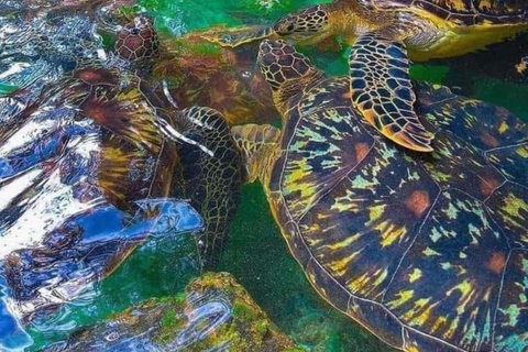 ZANZIBAR: Sea Turtles Swimming, Location Nungwi or Kizimkazi Salaam Cave Feeding & Swimming with and Sea Turtles