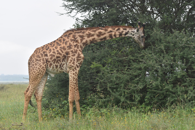 Nairobi: National Park Half-Day Tour