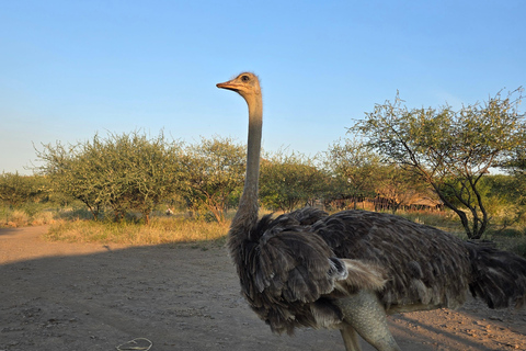 3-Day Awash National Park Safari with Lodge