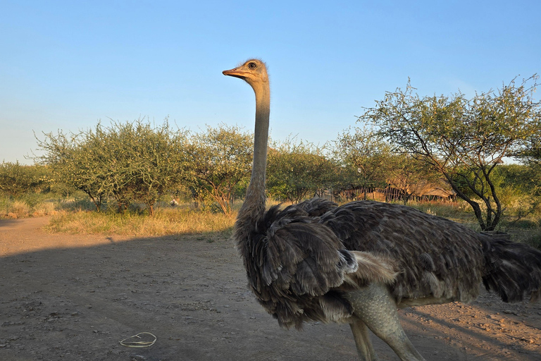 3-Day Awash National Park Safari with Lodge