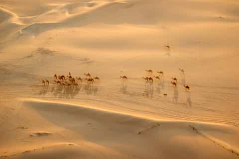 Dubai: Sunrise Balloon Flight with Breakfast & Falcon Photo