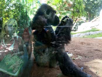 Ab LA: Transfer und Besuch im San Diego Zoo Ab LA: Transfer und Besuch im San Diego Zoo