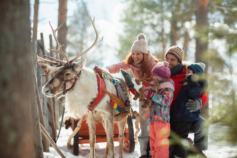 Rovaniemi: wizyta na farmie reniferów Saami i przejażdżka saniami