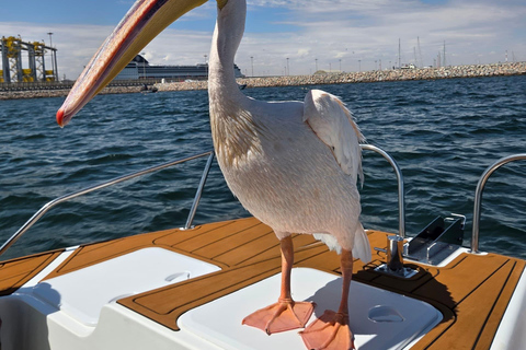 Walvis Bay: Morning Dolphin Cruise with snacks and drinks