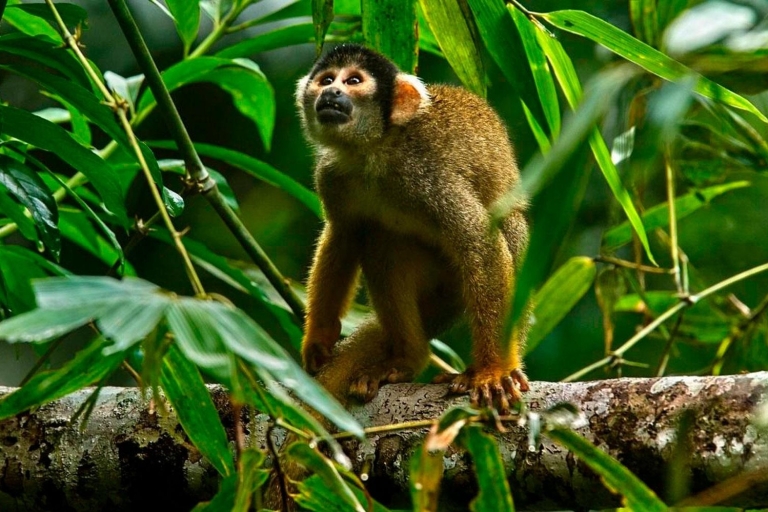Dżungla Tambopata 2D |Wyspa małp + Poszukiwanie aligatorów|