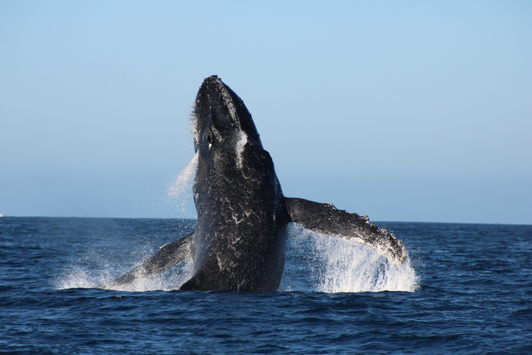 Los Cabos: Whale Watching and Safari