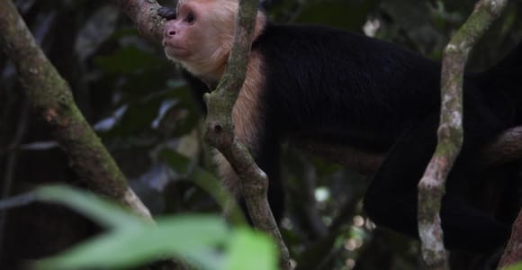 Manuel Antonio: Guided Wildlife Tour with Park Entry