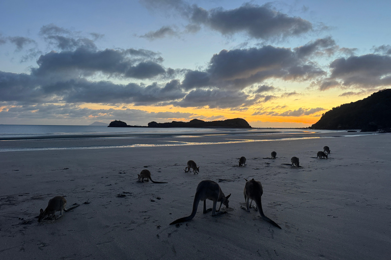 Airlie Beach: Eco Sunrise Kangaroos & Drovers Breakfast Tour