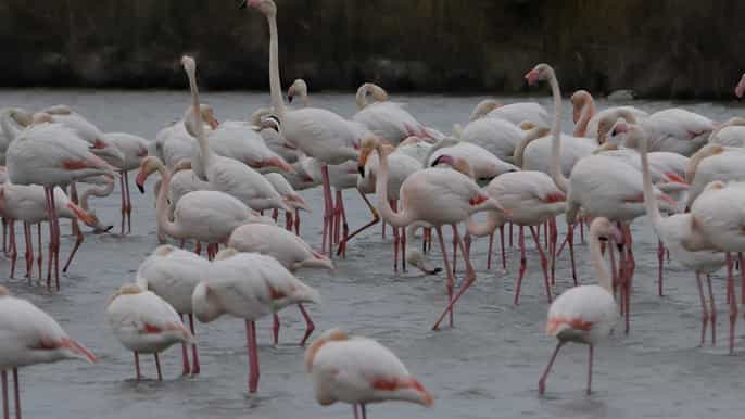 depuis aixenprovence excursion en camargue