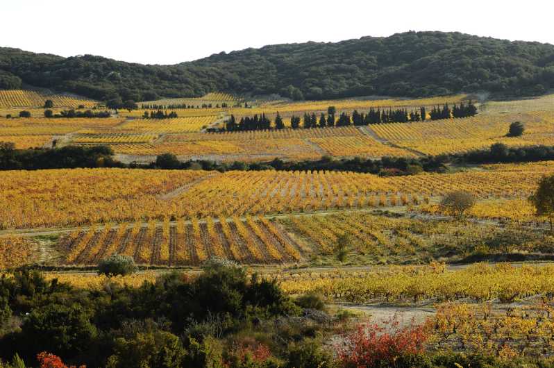 From Avignon Tavel And Chateauneuf Du Pape Wine Tour Getyourguide