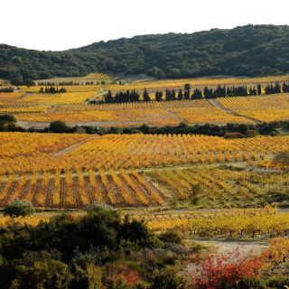 From Avignon: Tavel and Châteauneuf-du-Pape Wine Tour