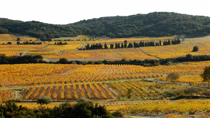 from avignon tavel and châteauneufdupape wine tour