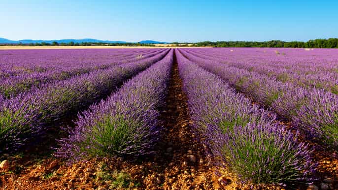 depuis marseille visite des champs de lavande de valensole