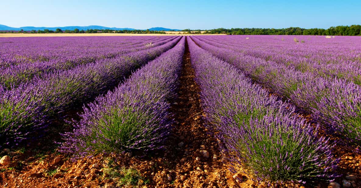 From Marseille: Full-Day Valensole Lavender Fields Tour