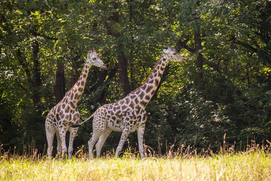 NYC: Ticket für den Bronx Zoo. Foto: GetYourGuide NYC: Ticket für den Bronx Zoo. Foto: GetYourGuide