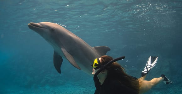 Willemstad: Dolphin Snorkel Experience