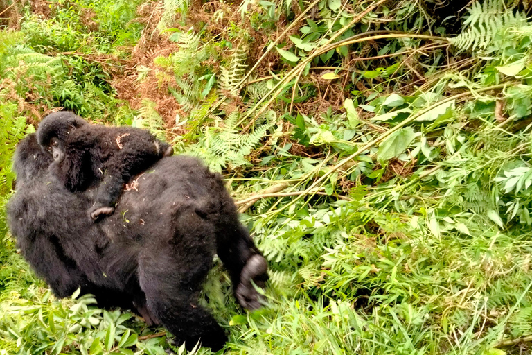 Rwanda: 1 Day Gorilla Tracking Safari