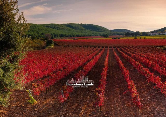 Barcelona: Luxury Wine Cellar Tour