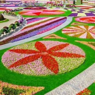 Dubai: toegang Miracle Garden met vervoer
