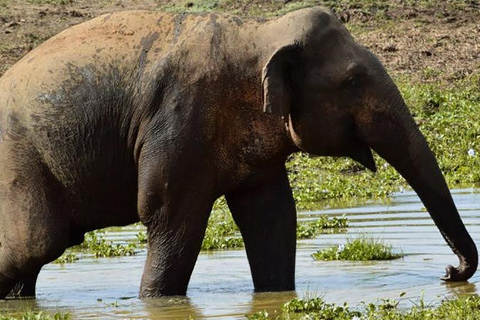 From Kandy: Wasgamuwa Safari & Rathna Ella Waterfall Tour