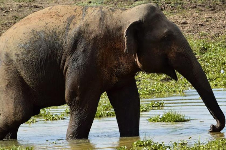 From Kandy: Wasgamuwa Safari & Rathna Ella Waterfall Tour