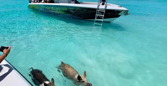Nassau: Discover Exuma Island Hopping and Swimming Pigs Tour