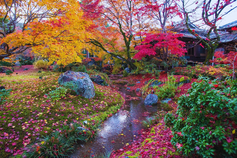 Osaka: Amanohashidate, Ine Boat Houses & Miyama Day Trip 1:Tango Amanohashidate + Ine + Miyama（Snacks for Seagulls）