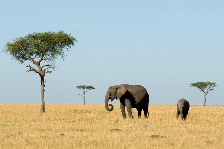 5 dagen safari in Tanzania - Wildlife en culturele ervaring