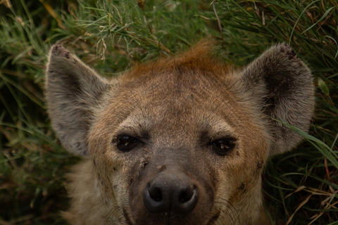 Budget-safari i Tanzania: Serengeti, Ngorongoro och Tarangire