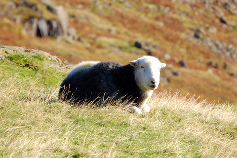 Lake District: Heldagstur till västra Lake DistrictHeldagstur från Windermere