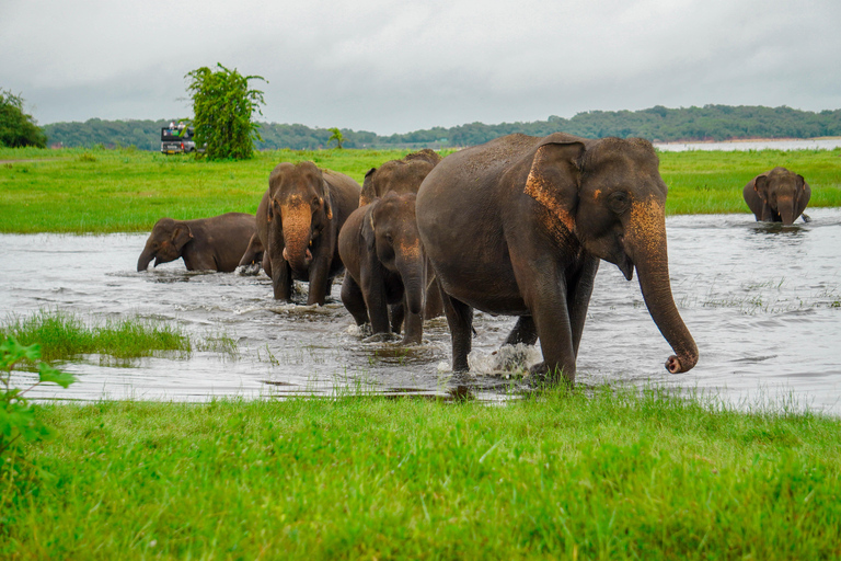 Minneriya National Park: Elephant Photography Tour