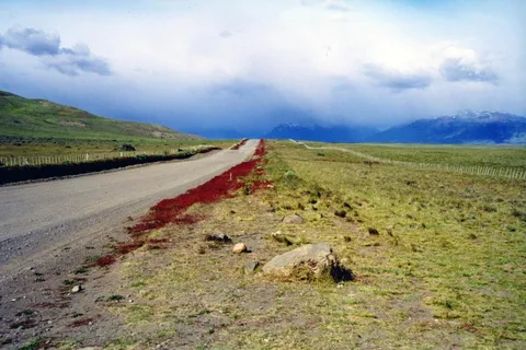 El Calafate City Tour and Walichu caves