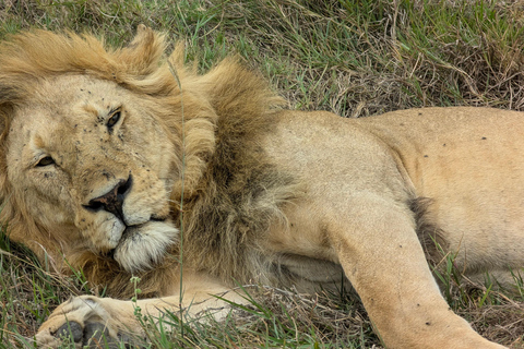 Tansania Wild Explorer