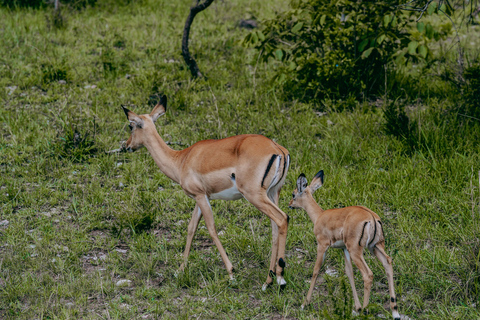 Kigali: Akagera National Park Safari with Boat Cruise