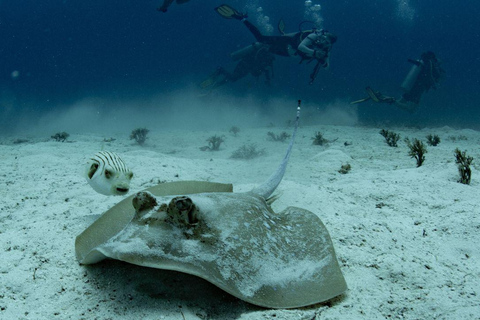 El Nido: Tauchen mit Manta-Rochen in Sibaltan