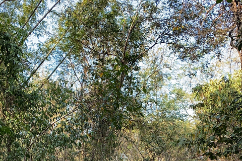 From HCMC: Cat Tien Jungle, Morning & Night safari included Group trip (from 2-5)