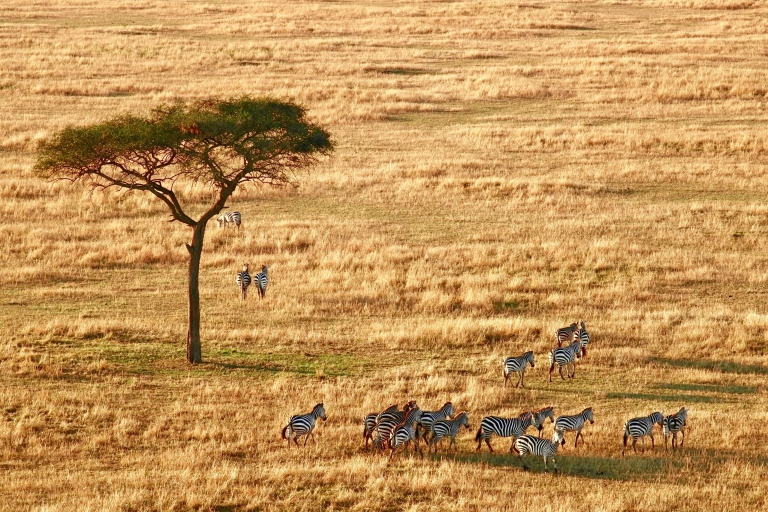 3-dniowe safari na kempingu w Tanzanii