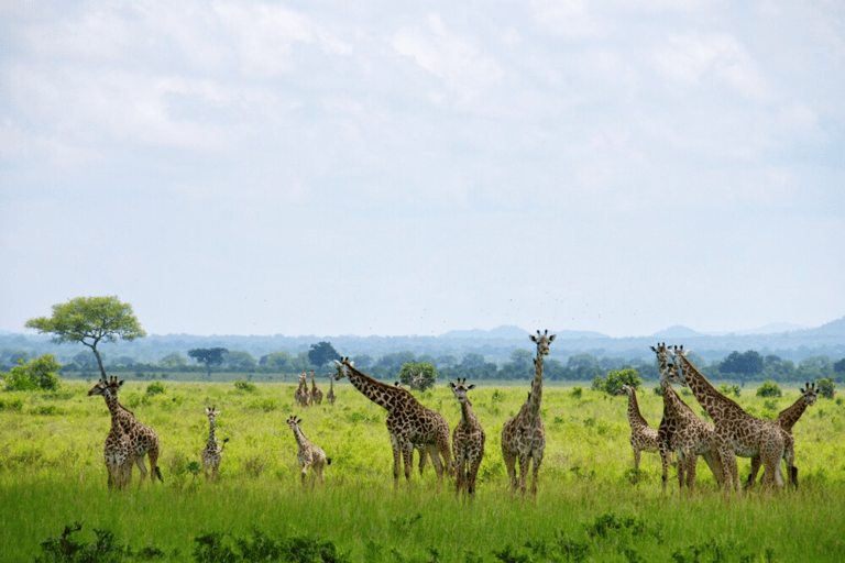 From Zanzibar: Saadani safari 2-Day with Night Game Drive