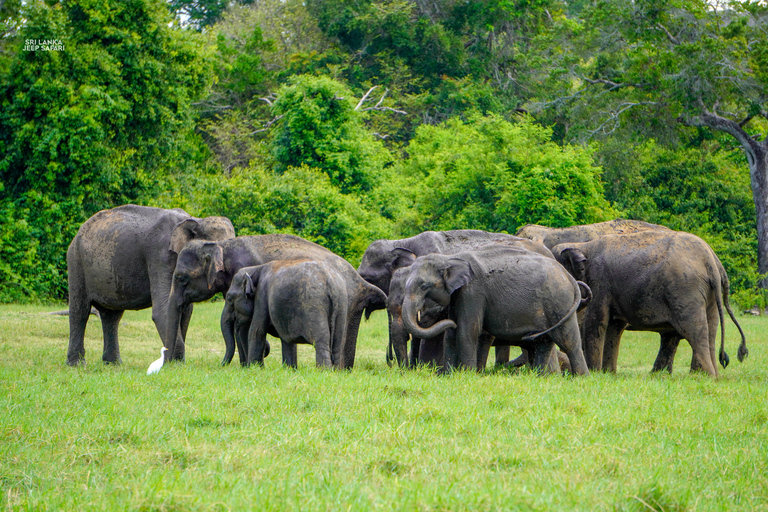 Kaudulla: Safari en elefante al atardecer con vistas impresionantes