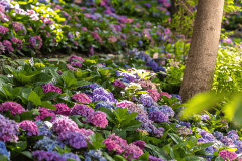 Seúl: Hwadamsup, luge y aldea folclórica coreana. Excursión de un día.Excursión en grupo, encuentro en Hongdae (Hongik Uni)