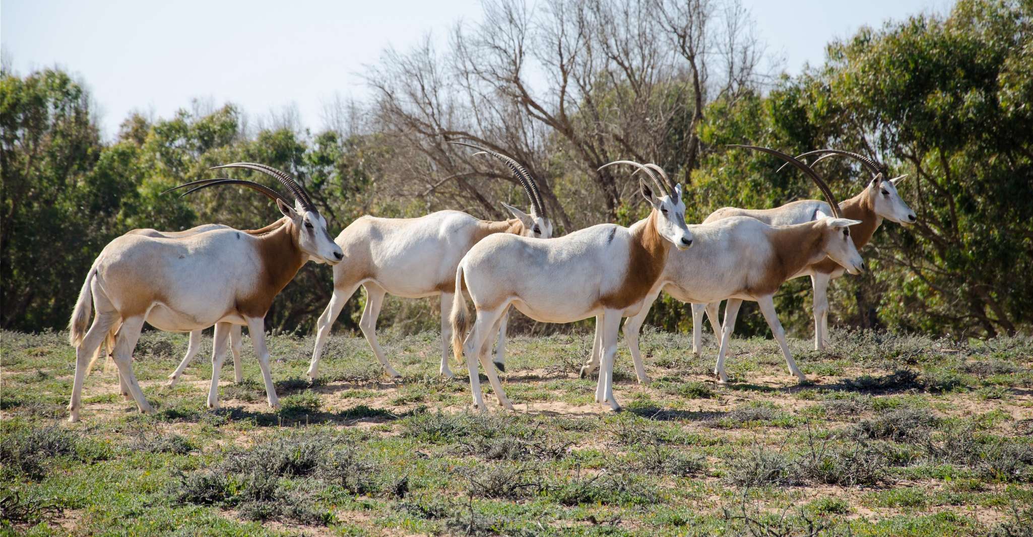 Souss-Massa National Park guided tour with Diner included - Housity