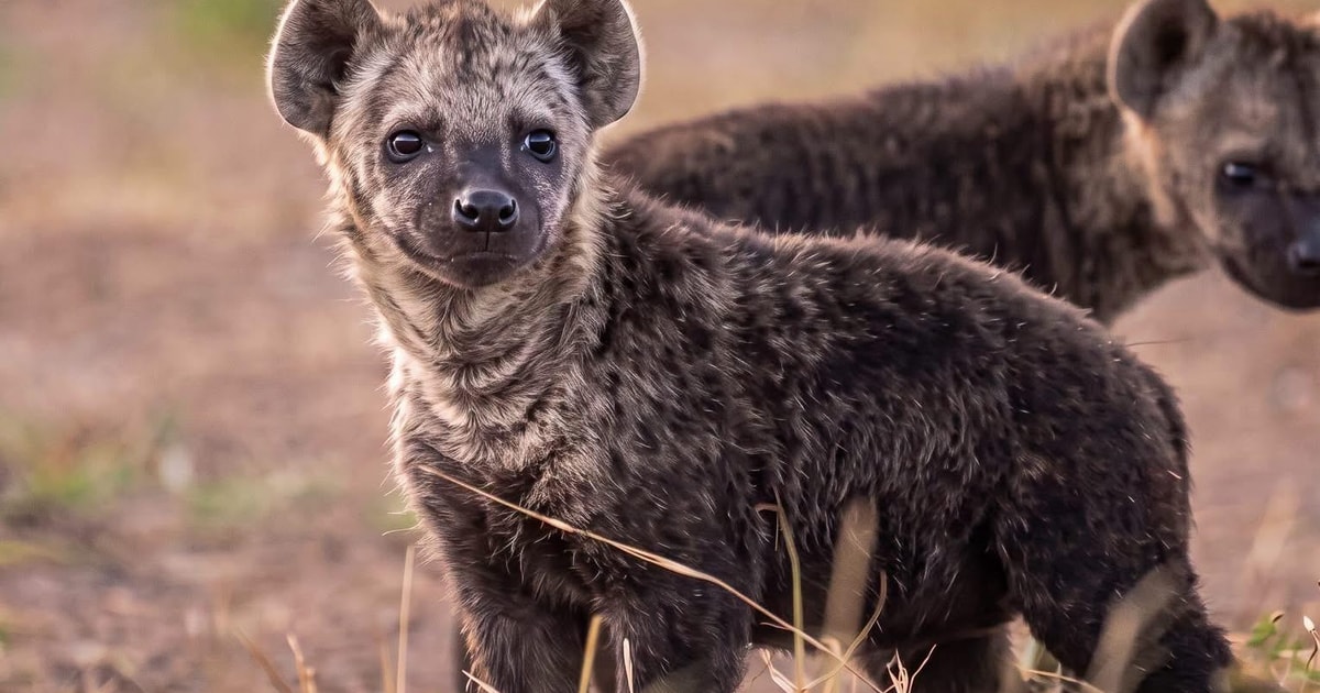 Abyssinian Nation Addis Ababa: Wild Hyenas, Horse Riding & Highland Adventure - 2026 ...