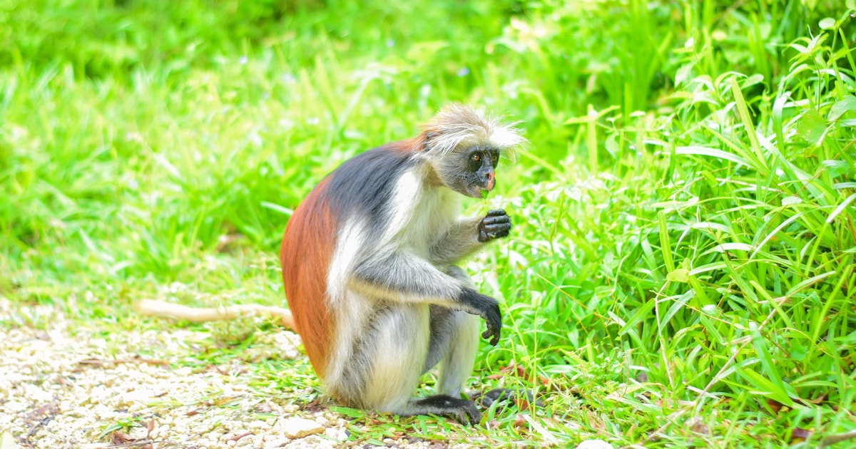 Jozani Forest National Park (rode columbus monniks) halve dag ...